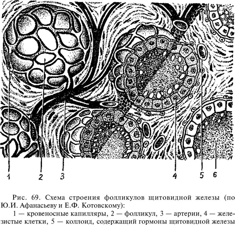 Схема строения фолликулов щитовидной железы